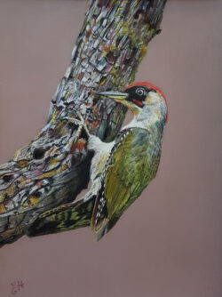 Pivert, pastel sec