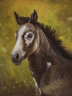Poulain au pastel sec, Evelyne Henry