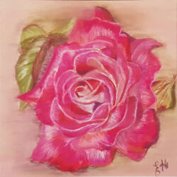 Rose rose