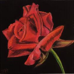 Rose rouge